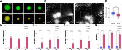 Accelerating the in vitro emulation of Alzheimer’s disease-associated phenotypes using a novel 3D blood-brain barrier neurosphere co-culture model